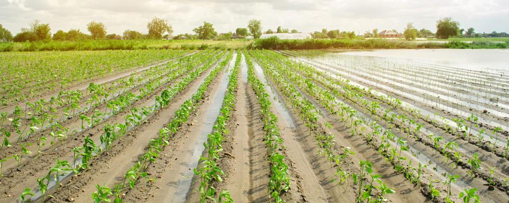 Illinois crop insurance lawyer