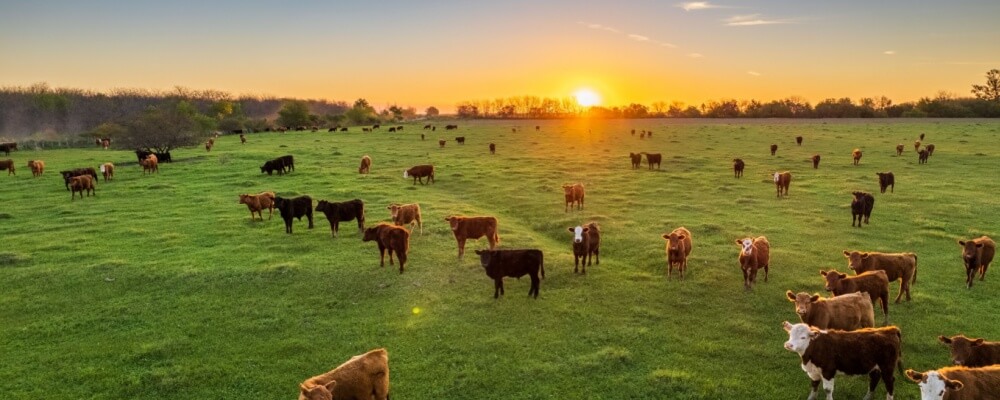 Kentucky livestock insurance lawyer